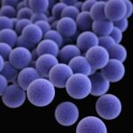 MRSA感染症を予防するのに今マグネシウムが注目されている?