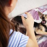 狂犬病を予防するのに今マグネシウムが注目されている?